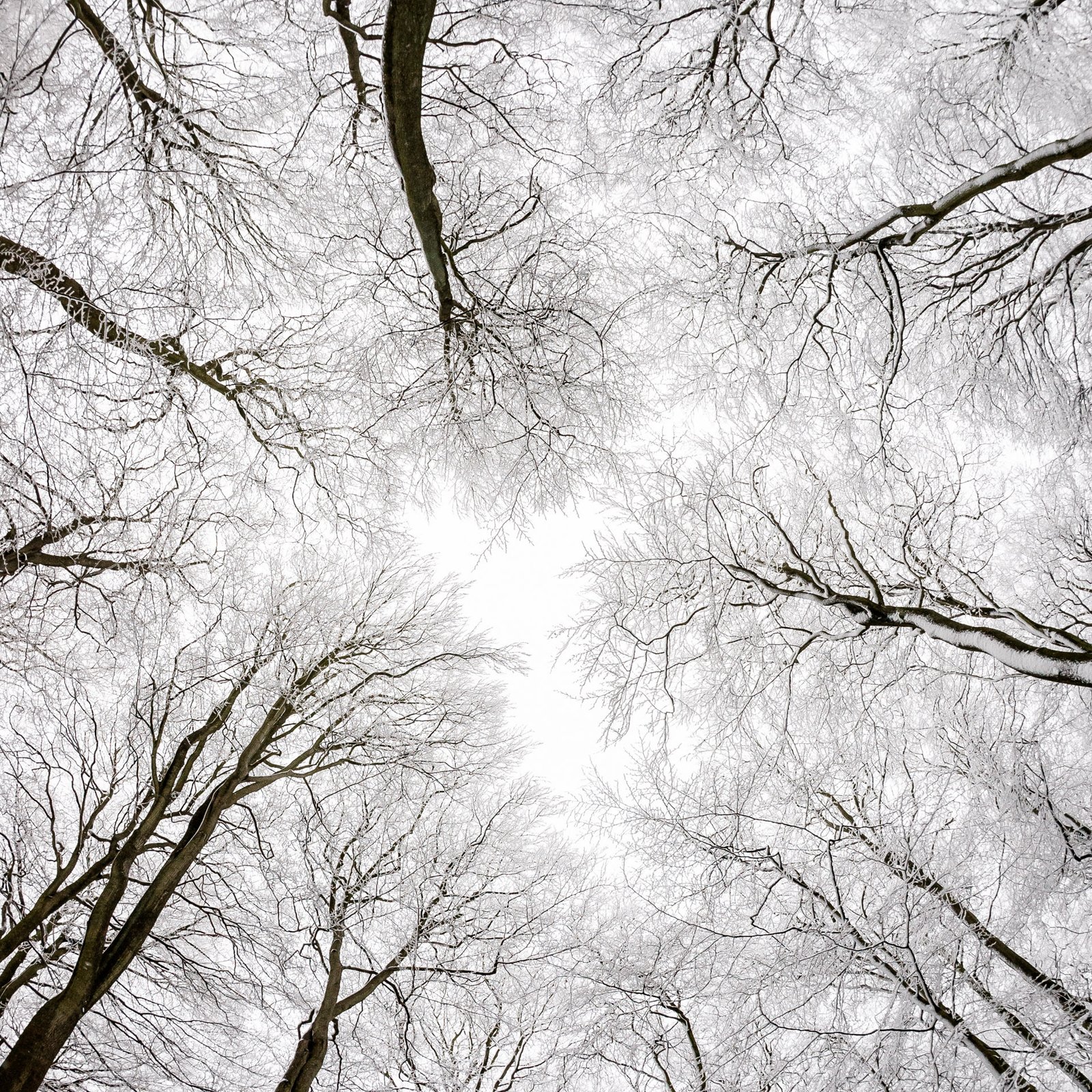 Bare winter trees photographed from below in woodland, the image that became a published book cover and later inspired the atmosphere of my novel.